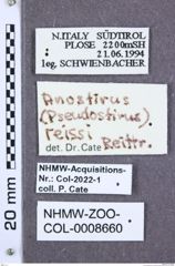 Etiketten zu Anostirus reissi (NHMW-ZOO-COL-0008660)